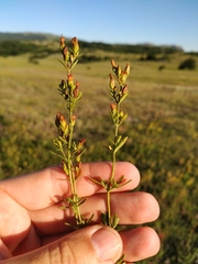 Hypericum linarioides