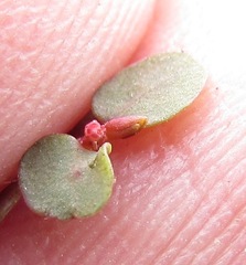 Euphorbia spellenbergiana