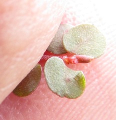 Euphorbia spellenbergiana