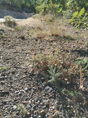 Seseli dichotomum
