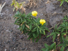 Ononis angustissima subsp. longifolia image