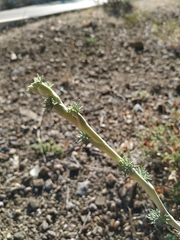 Seseli dichotomum