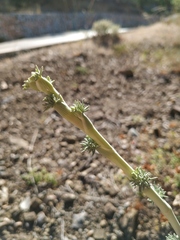 Seseli dichotomum