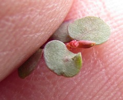 Euphorbia spellenbergiana