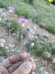 Centaurea sterilis