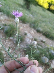 Centaurea sterilis