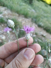 Centaurea sterilis