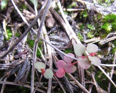 Euphorbia spellenbergiana