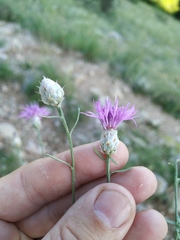 Centaurea sterilis