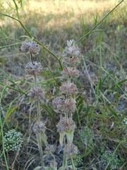 Stachys cretica