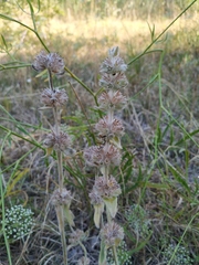 Stachys cretica