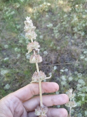 Stachys cretica
