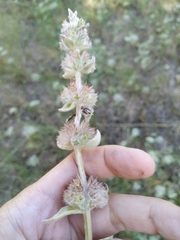 Stachys cretica