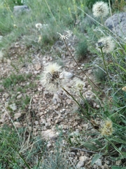 Leontodon biscutellifolius