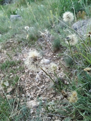 Leontodon biscutellifolius