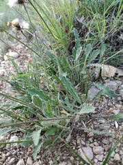 Leontodon biscutellifolius