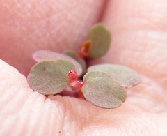 Euphorbia spellenbergiana