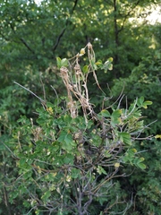 Hippocrepis emerus emeroides