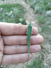 Leontodon biscutellifolius