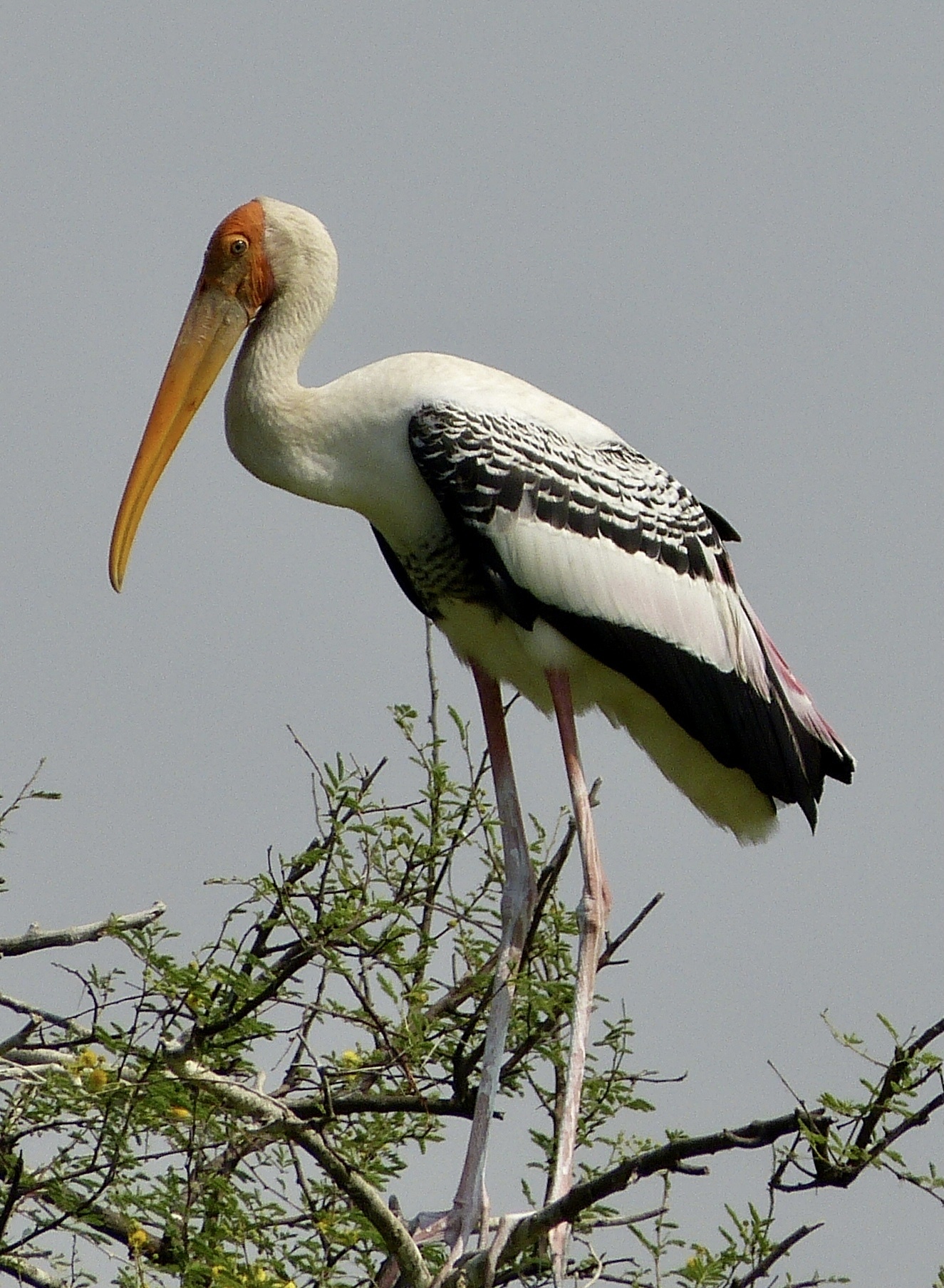 Painted Stork