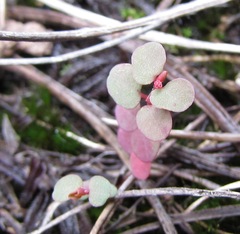 Euphorbia spellenbergiana