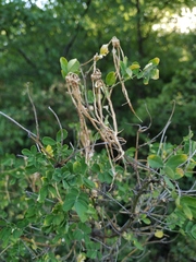 Hippocrepis emerus emeroides