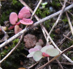 Euphorbia spellenbergiana