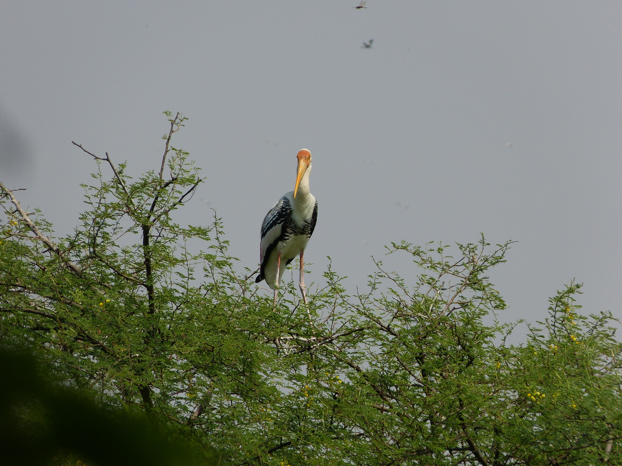 Painted Stork