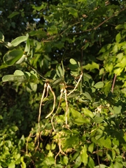 Hippocrepis emerus emeroides