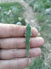 Leontodon biscutellifolius