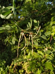 Hippocrepis emerus emeroides