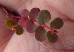 Euphorbia spellenbergiana