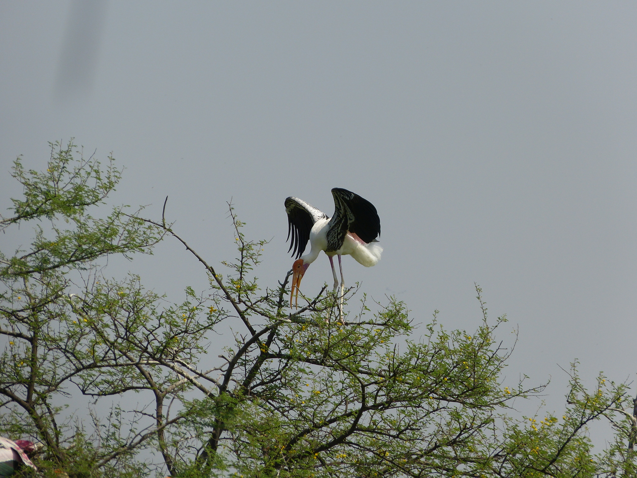 Painted Stork