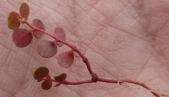 Euphorbia spellenbergiana