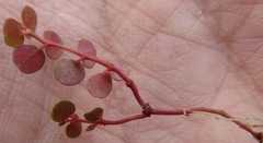 Euphorbia spellenbergiana