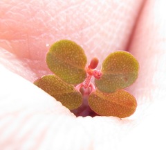 Euphorbia spellenbergiana