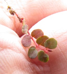 Euphorbia spellenbergiana