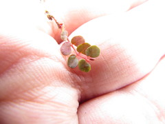 Euphorbia spellenbergiana