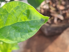 Bijoaraneus mitificus