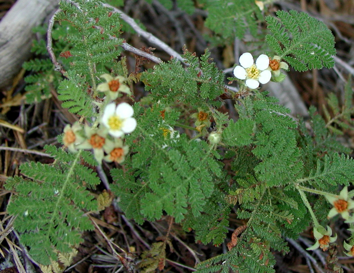 Chamaebatia foliolosa