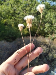 Crepis alpina