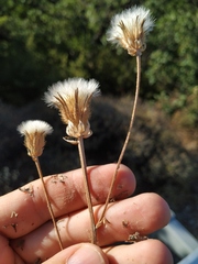 Crepis alpina