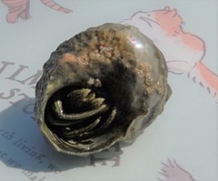 Clibanarius longitarsus