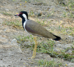 Vanellus indicus
