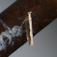 Megacraspedus plutella