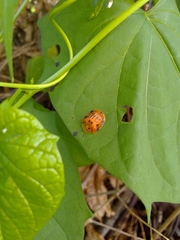 Laccoptera impressa