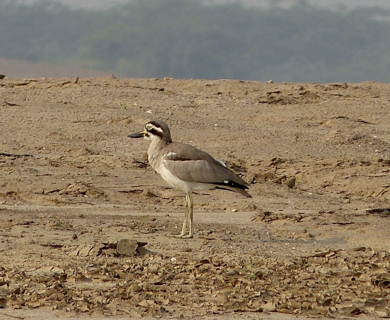Great Stone-curlew