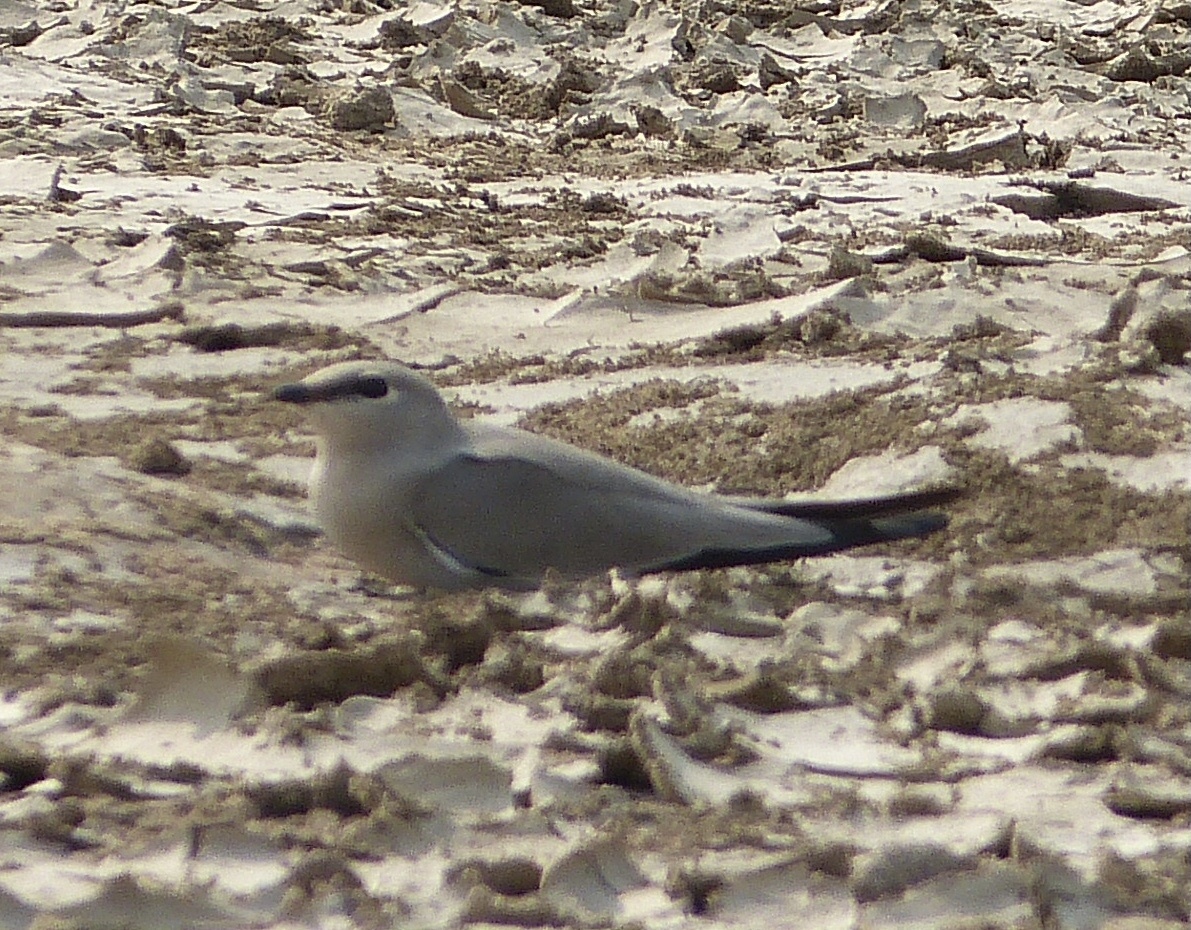 Small Pratincole