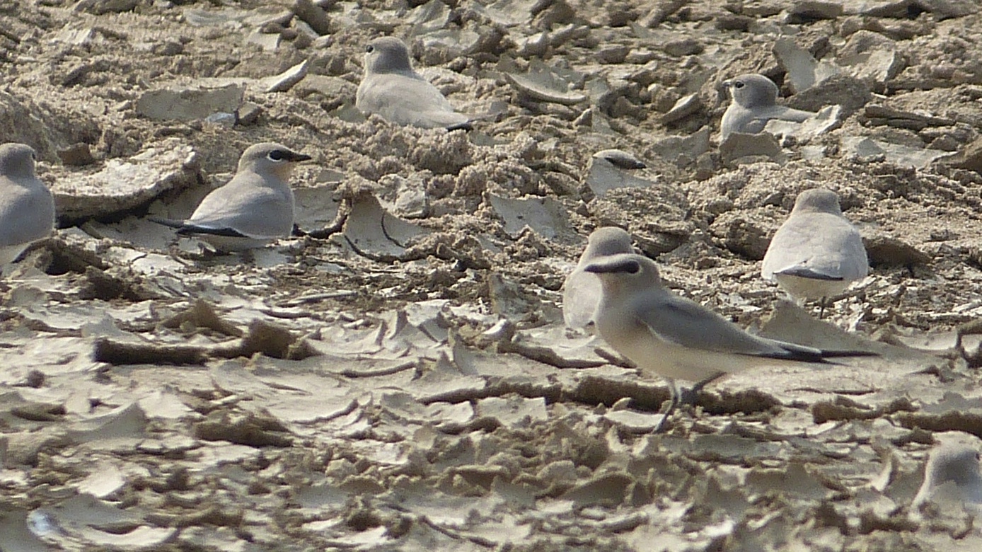 Small Pratincole