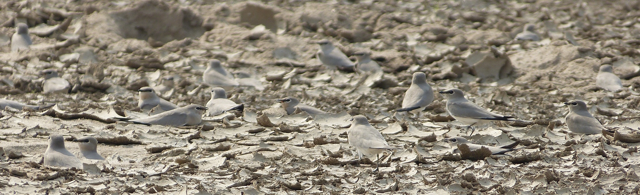 Small Pratincole